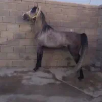 اسب عرب ۵سال|اسب و تجهیزات اسب‌سواری|میاندوآب, |دیوار
