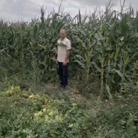 فروش گلخانه