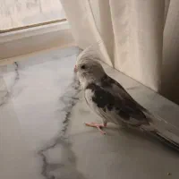 عروس هلندی نر