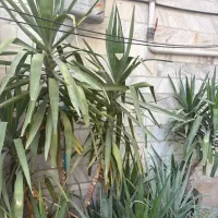 فروش گل و گیاه|گل و گیاه طبیعی|تهران, خرمشهر|دیوار