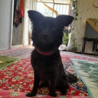 واگذاری سگ اشپیت