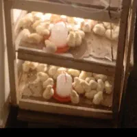 جوجه ماشینی