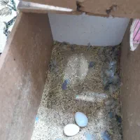 پرنده|پرنده|شیراز, میرزاکوچک خان|دیوار