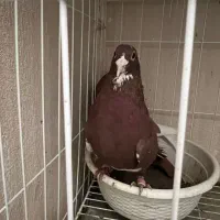 پلنگ سرخ و زرد کرمانی