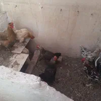 1خروس گلین 5مرغ بومی  تخم گذار|حیوانات مزرعه|اصفهان, اشکاوند|دیوار