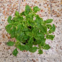 گلهای طبیعی|گل و گیاه طبیعی|خرمآباد, |دیوار