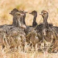 جوجه شترمرغ یک ماهه