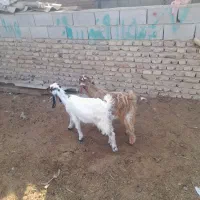 بزغاله های بسیار سالم خوراک خور