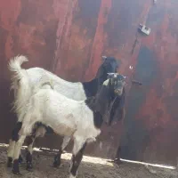 بز پاکستانی اصل شکم اول با نرش وتازه برخورده|حیوانات مزرعه|بندر ماهشهر, |دیوار