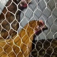 جوجه مرغ وخروس طاقچه|حیوانات مزرعه|قوچان, |دیوار