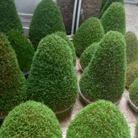 سبزه مراسمات