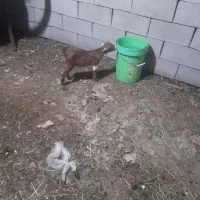 گم شدن دوراس بز|حیوانات مزرعه|رامهرمز, |دیوار