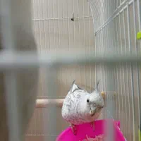 جفت وایت فیس ایزابلا