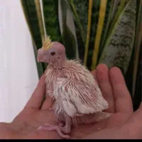 جوجه عروس هلندی