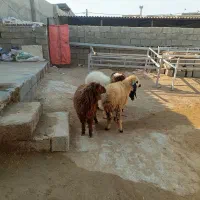 چهار عدد بره فروشی سه نر یک ماده|حیوانات مزرعه|برازجان, |دیوار