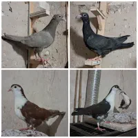 جوجه سار کاکلی و جوجه زاغ پلاکی و جوجه کرواتی|پرنده|مشهد, موسوی قوچانی|دیوار