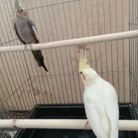 عروس هلندی دستی