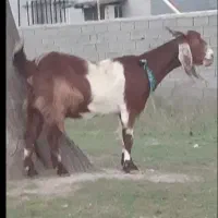 بز پاکستانی و چاتمه شیری