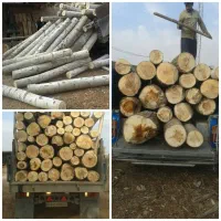 خرید و برشکاری انواع درخت و چوب