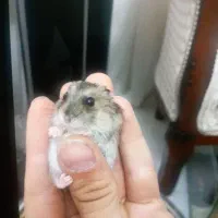 همستر مینیاتوری دونه ای صد تومن