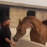 استخدام نیرو برای اصطبل اسب