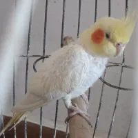 سه عدد عروس هلندی بالغ مولد قیمت همه باهم 1تومان|پرنده|تولم شهر, |دیوار