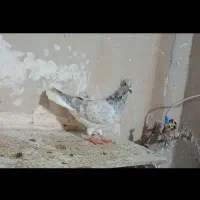 چند جفت کبوتر عتیقه|پرنده|مه ولات, |دیوار