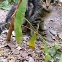 واگذاری رایگان بچه گربه|گربه|تهران, درکه|دیوار