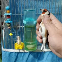 سهره چهار گل چونه سفید