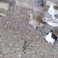 فروشی چند تا کفتر|پرنده|بوئین زهرا, |دیوار