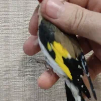 سهره نر بخون ، حنجر دار ، رسمی بستان آباد ، گاوی