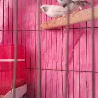 ۱جفت فنچ لپ سیاه باوسایل کامل|پرنده|شیراز, پودنک|دیوار