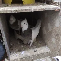 همه فروشی|بدلیجات|سبزوار, قصبه غربی|دیوار