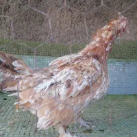 مرغ|حیوانات مزرعه|فردوس (خراسان), |دیوار