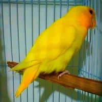 یک عدد طوطی کوتوله اوپال کله نارنجی|پرنده|بندرعباس, |دیوار