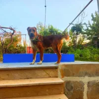 واگذاری سگ خراسانی اصیل