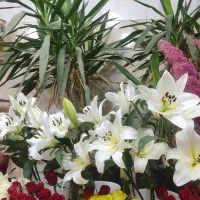 گل لیلیوم 250