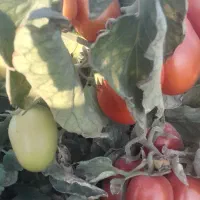 فروش‌گوجه ربی‌رقم‌اد‌ونس‌کاملاارگانیگ‌