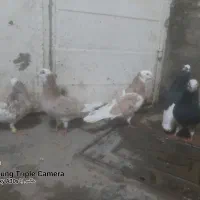 سلام  ۵ عدد شازده