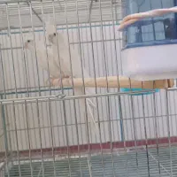 عروس هلندی|پرنده|شهرکرد, |دیوار