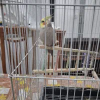 طوطی عروس بالغ