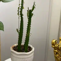 گل طبیعی|گل و گیاه طبیعی|مشهد, صیاد شیرازی|دیوار