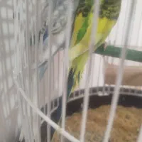 مرغ عشق رنگ خاص