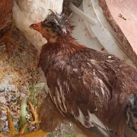 مرغ کاکلی دو تا۵ ماهه دونه ۷۰۰خروس ماشینی ۵ماهه۵۰۰