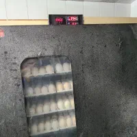 دستگاه ۴۲۰ تایی سیمرغ سالم