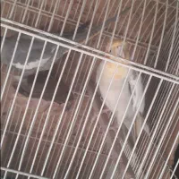 عروس و مرغ عشق|پرنده|بدره, |دیوار