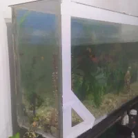 اکواریوم|ماهی|نقده, |دیوار