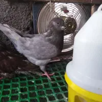 کبوتر کینگ|پرنده|قزوین, |دیوار