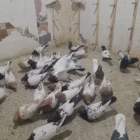 کبوتر سینه سیاه و سینه زرد کاکل شاخدار|پرنده|مه ولات, |دیوار