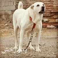 سگ‌ سراب|سگ|دهگلان, |دیوار